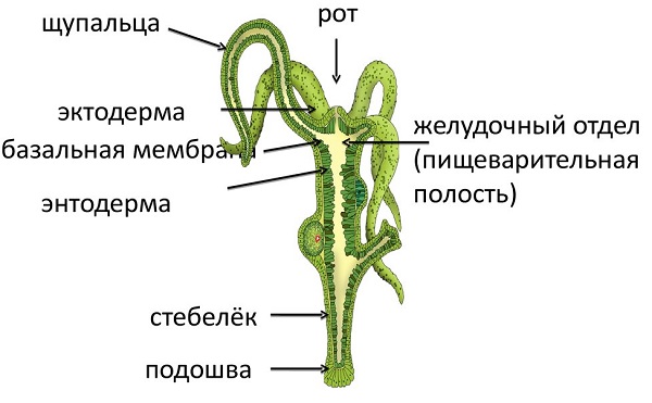 Кракен сайт kr2web